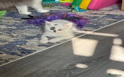 British Shorthair cats for sale: Last 2 boys!!  - Image 3