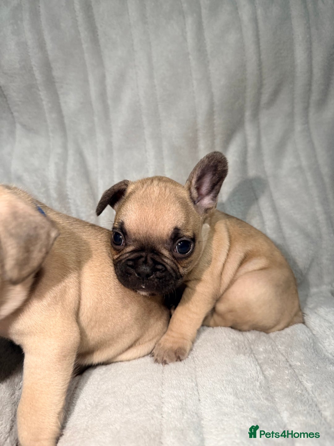 French Bulldog dogs for sale: Pedigree Mum Frenchy Pups-Gorgeous and ready soon! - Advert 34