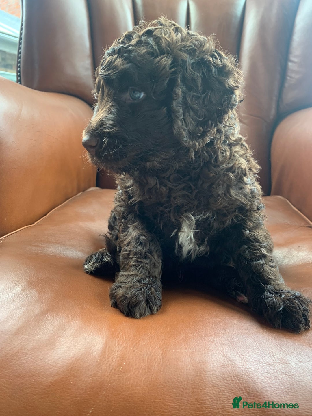 Bernedoodle dogs for sale: Standard Bernedoodle Girls Available  - Image 8