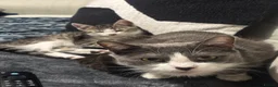 Mixed Breed cats for sale: Carter  - Advert 1