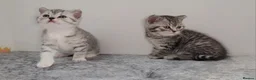 British Shorthair cats for sale: 🏆 Pedigree Silver British Shorthair Kittens 🏆 - Advert 15