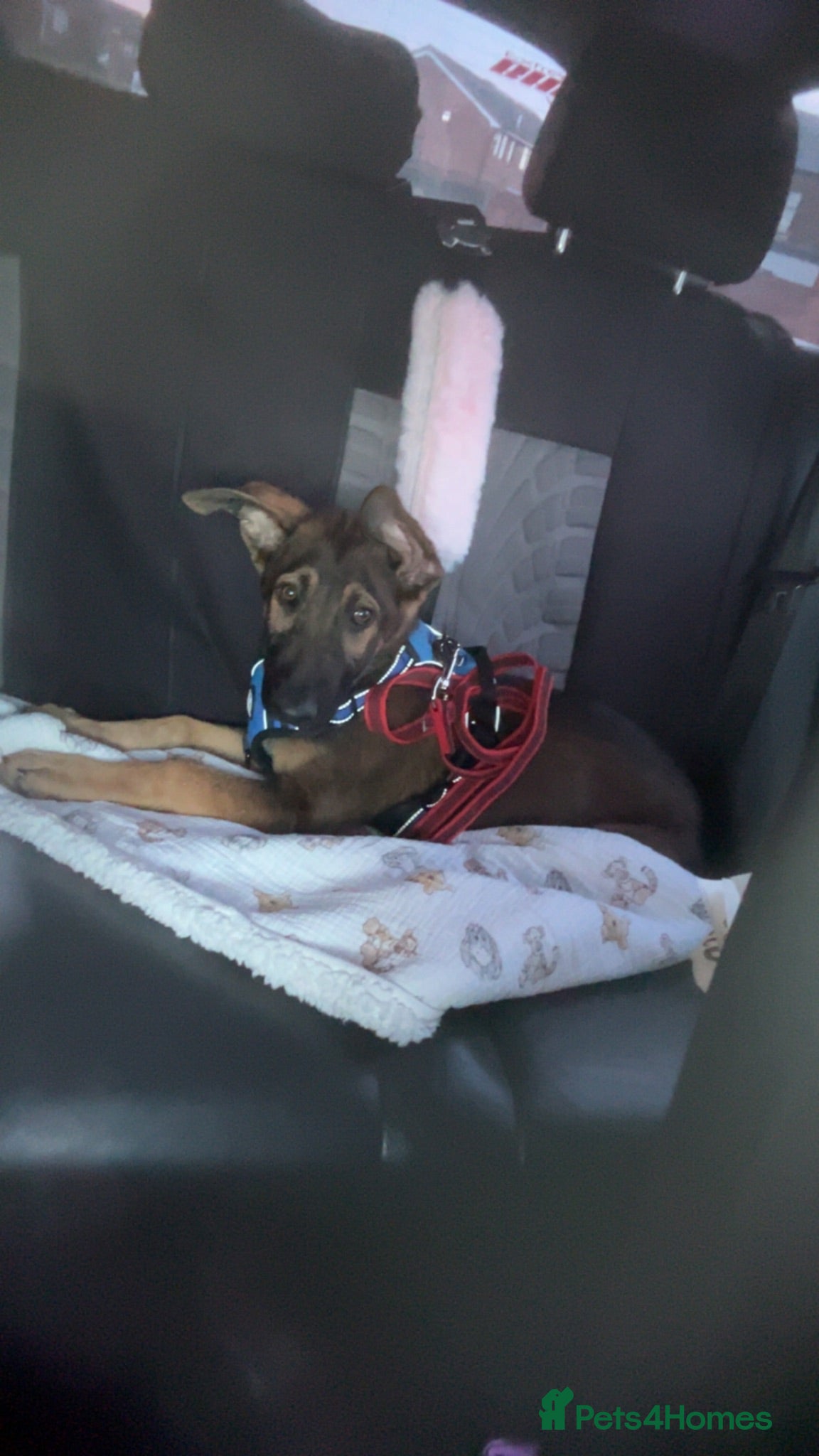 Mixed Breed dogs Tyson (mixed breed) - Advert 1