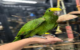 Parrots birds for sale: Stunning rare Magna double yellow headed Amazons  - Image 4