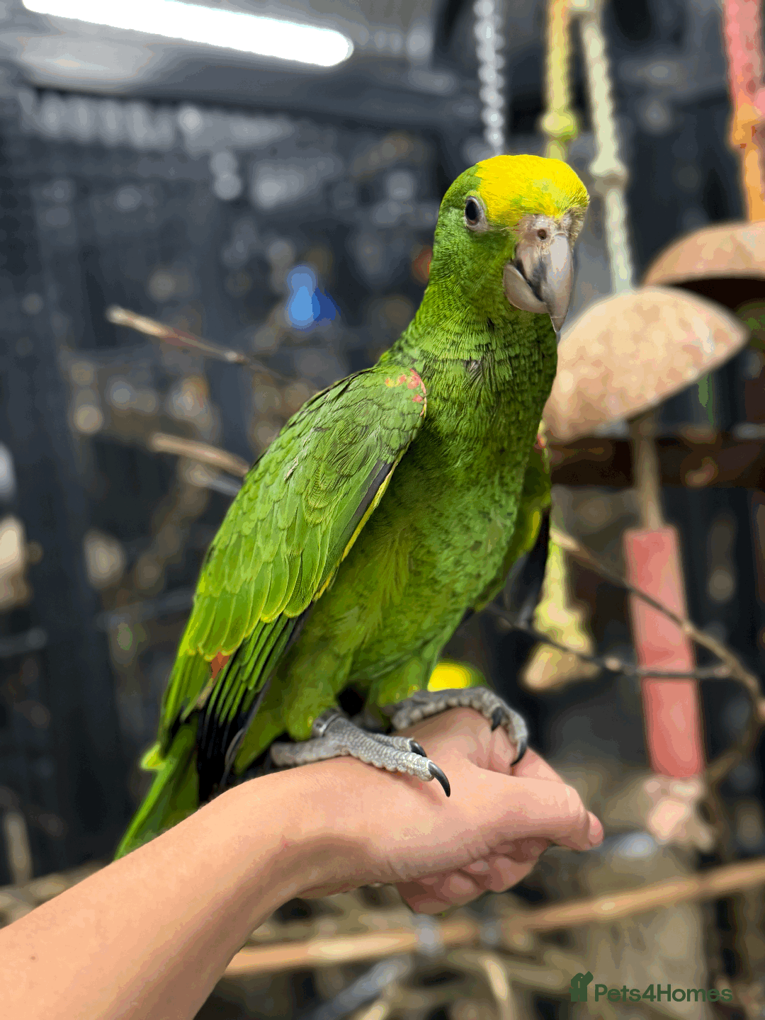 Parrots birds for sale: Stunning rare Magna double yellow headed Amazons  - Image 4