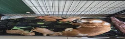 Cavapoo dogs for sale: F1 cavapoo puppies 🐶  - Advert 12