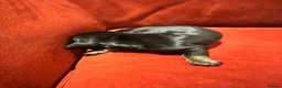 Miniature Dachshund dogs for sale: 7 gorgeous  dapple & isabella grey mini dachsunds  - Advert 8