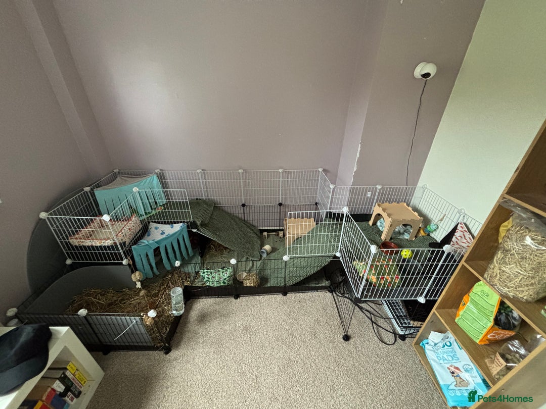 Guinea Pig rodents for sale: 4 young male Guinea pigs with cage and accessories - Image 5