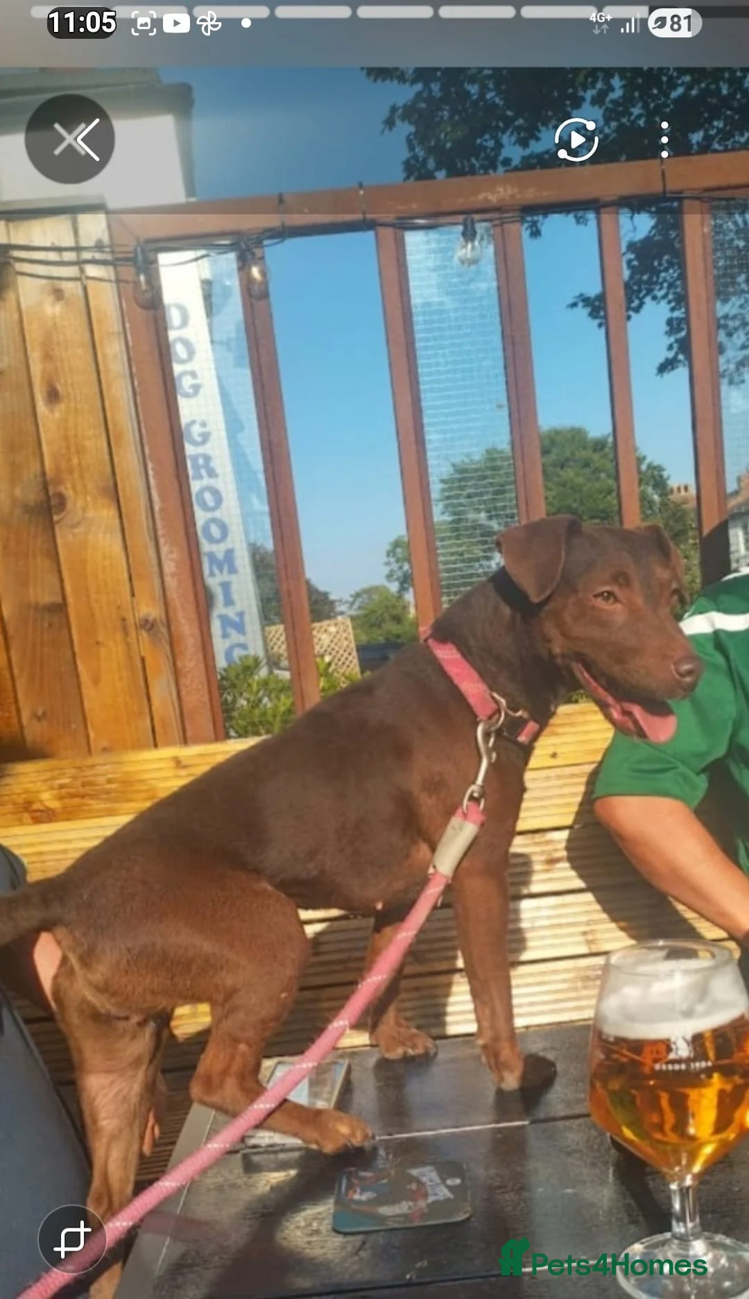 Patterdale Terrier dogs for sale: Chocolate Patterdale Terrier  - Advert 2