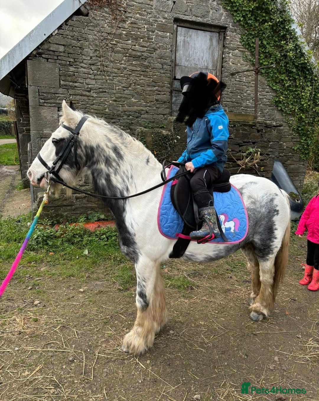 Miniature horses for sale: Children’s Lead Rein Pony - Advert 2