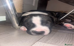 Cane Corso dogs for sale: Cane corso puppies - Image 6