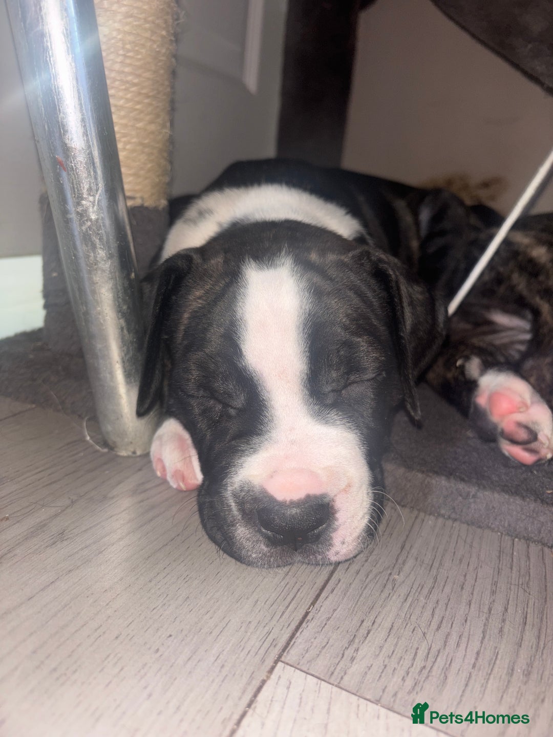Cane Corso dogs for sale: Cane corso puppies - Image 6