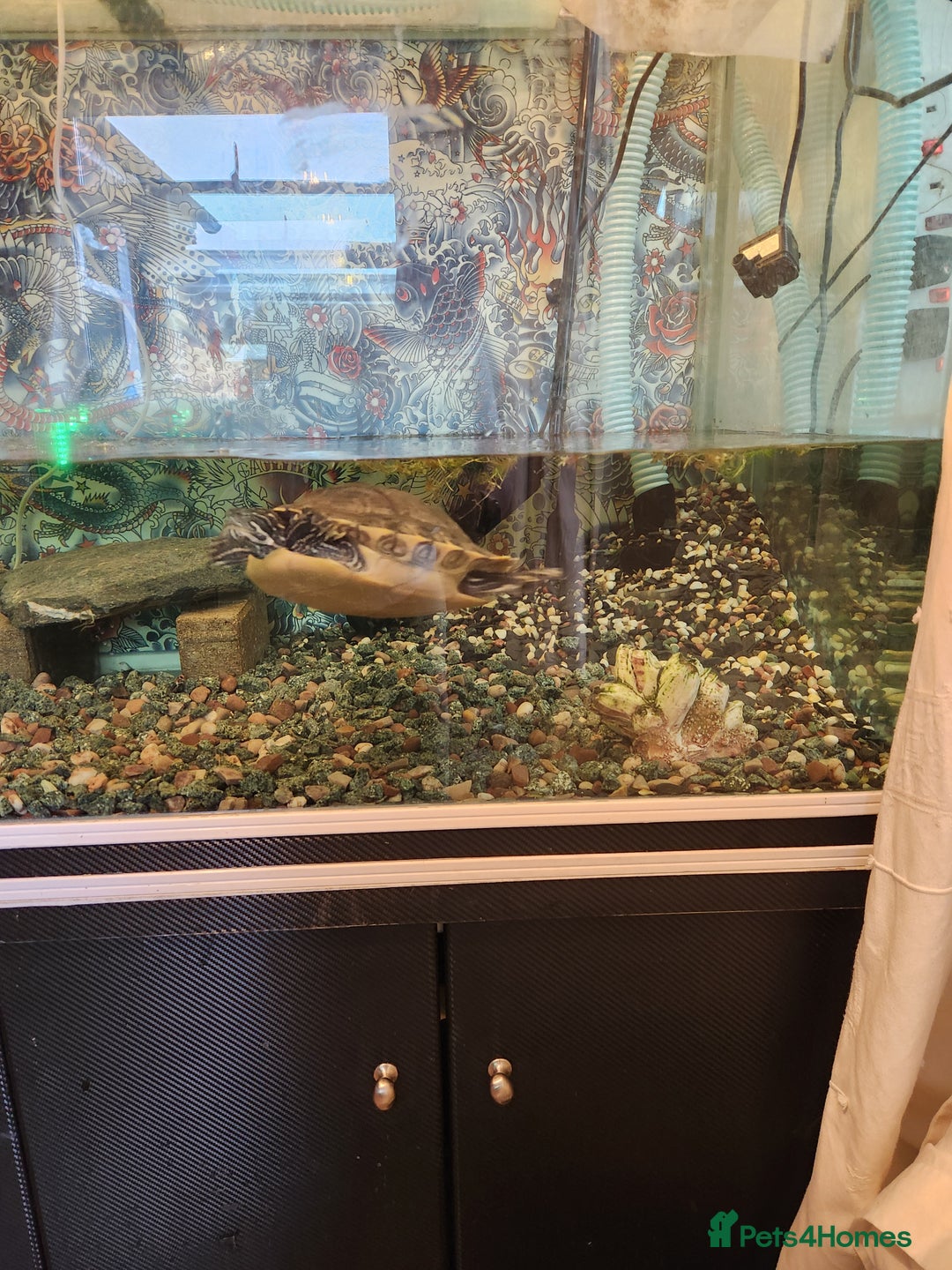 Corys fish for sale: Corydoras Catfish  in Maldon - Image 4