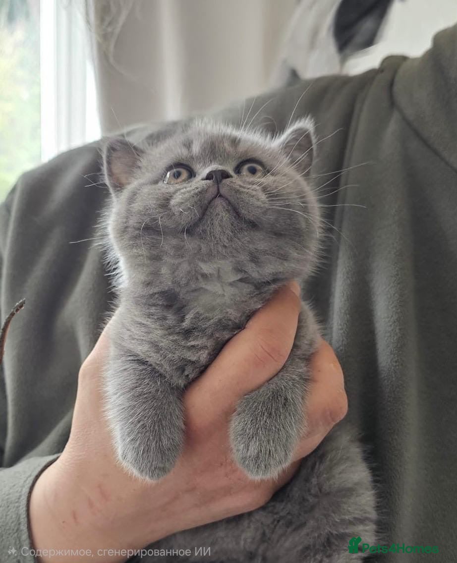British Shorthair cats Pure breed amazing kitten from champion bloodline  - Advert 2