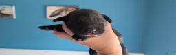 Labrador Retriever dogs for sale: K.C registered, health tested parents: FTCH & FTW - Advert 4