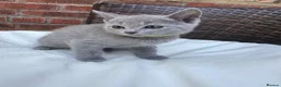 Russian Blue cats for sale: Pure Russian Blue Kittens - Advert 8