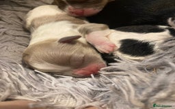 Shihpoo dogs for sale: The wait is over toy shihpoo puppies  - Image 1