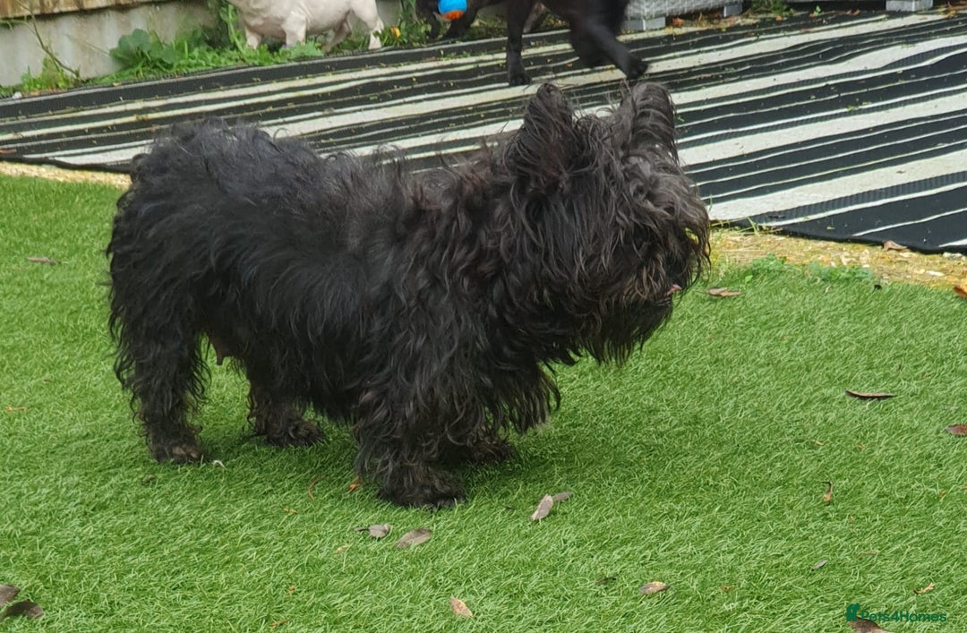 Frug dogs for sale: Gorgeous 16wk old Frugs - 3 Boys Remaining  - Advert 6