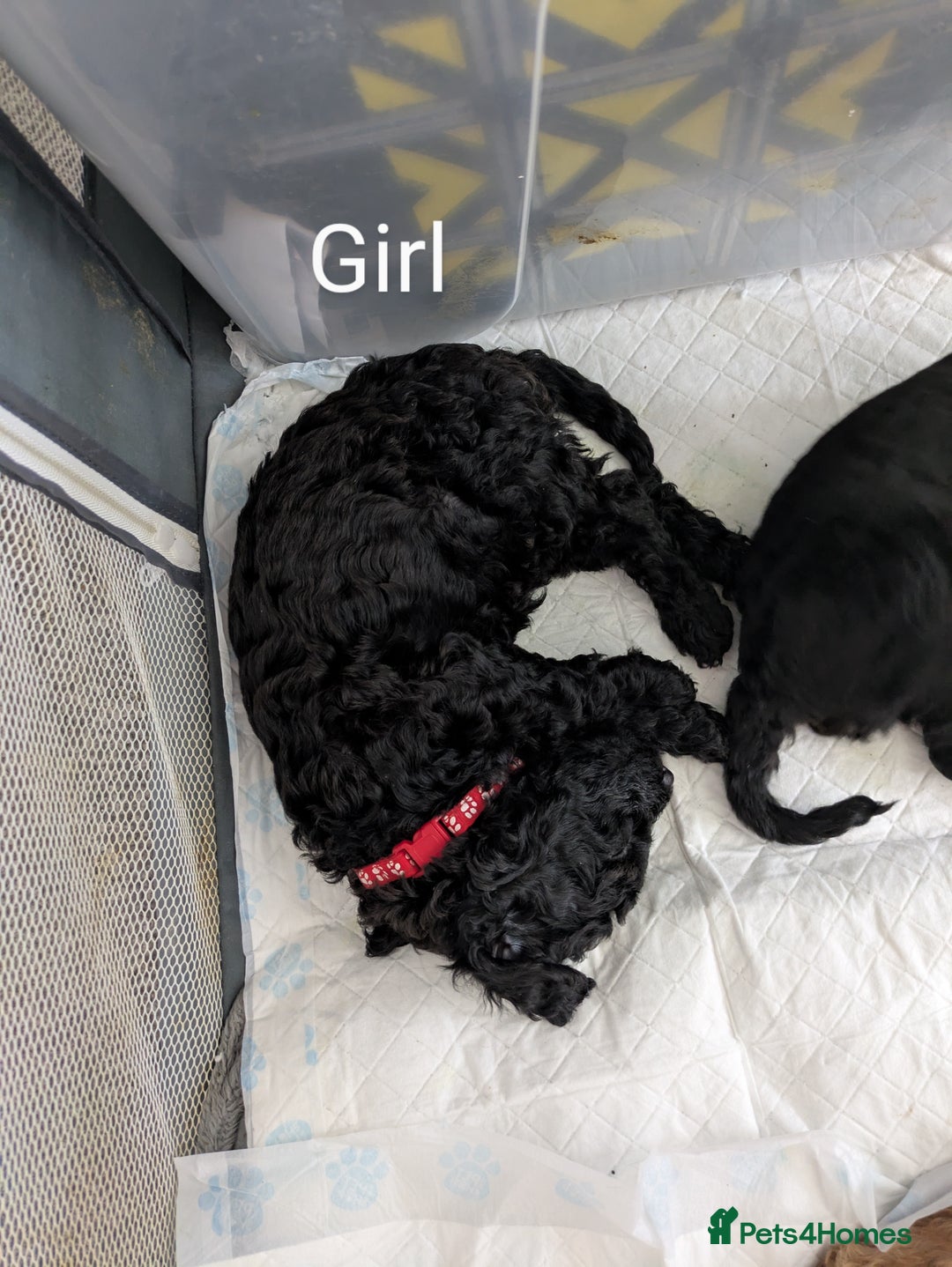 Cockapoo dogs for sale: Cockapoo puppies  - Image 1
