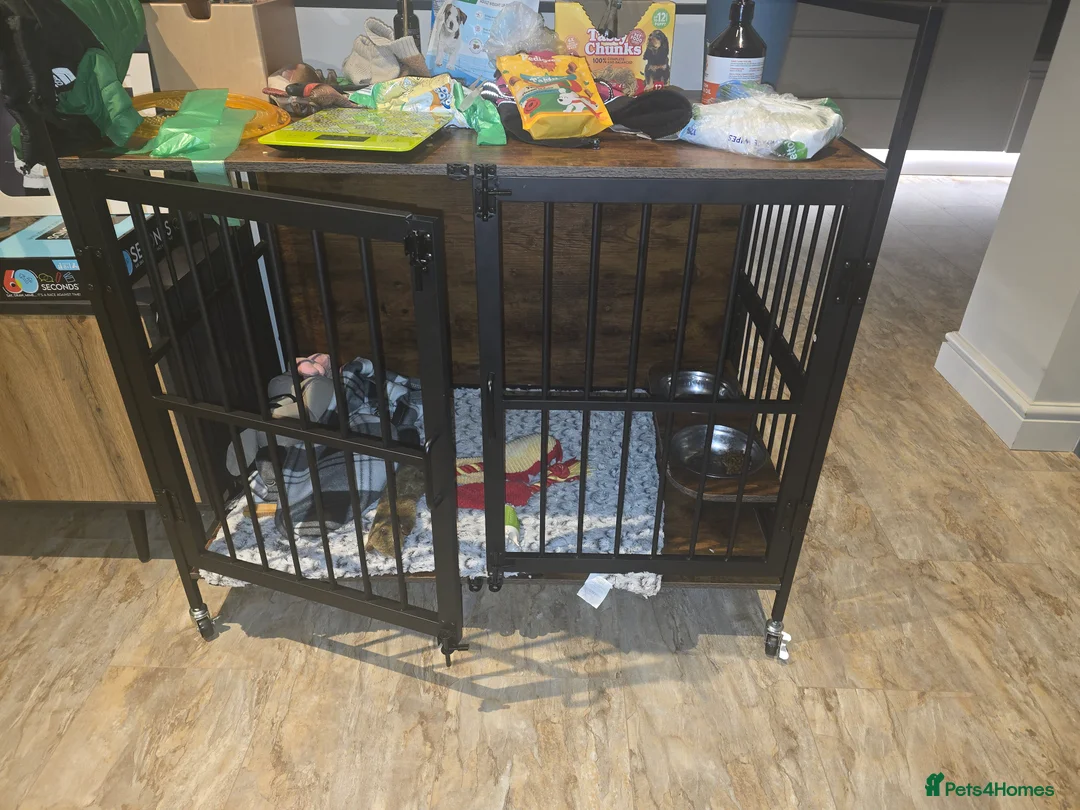 Miniature Poodle dogs for sale: Black Miniature Poodle  6 Months Old poppy in Idle in Bradford - Advert 2