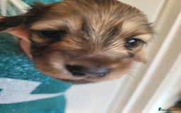 Miniature Dachshund dogs for sale: Beautiful cream KC long haired mini dachshunds - Image 26
