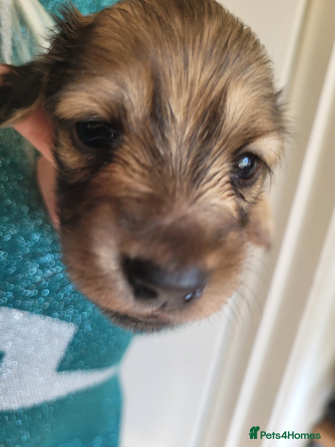 Miniature Dachshund dogs for sale: Beautiful cream KC long haired mini dachshunds - Image 26
