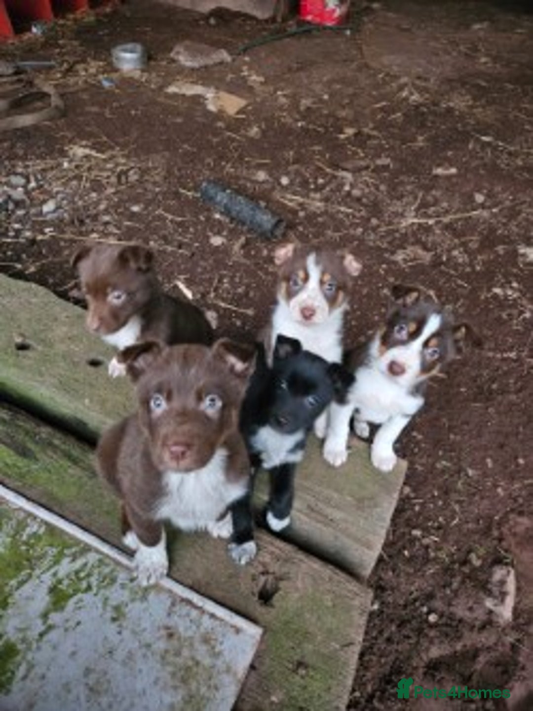 Mixed Breed dogs for sale: brown collie puppies (1 black) - Advert 2