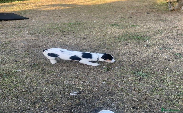 Jack Russell dogs - Advert 3