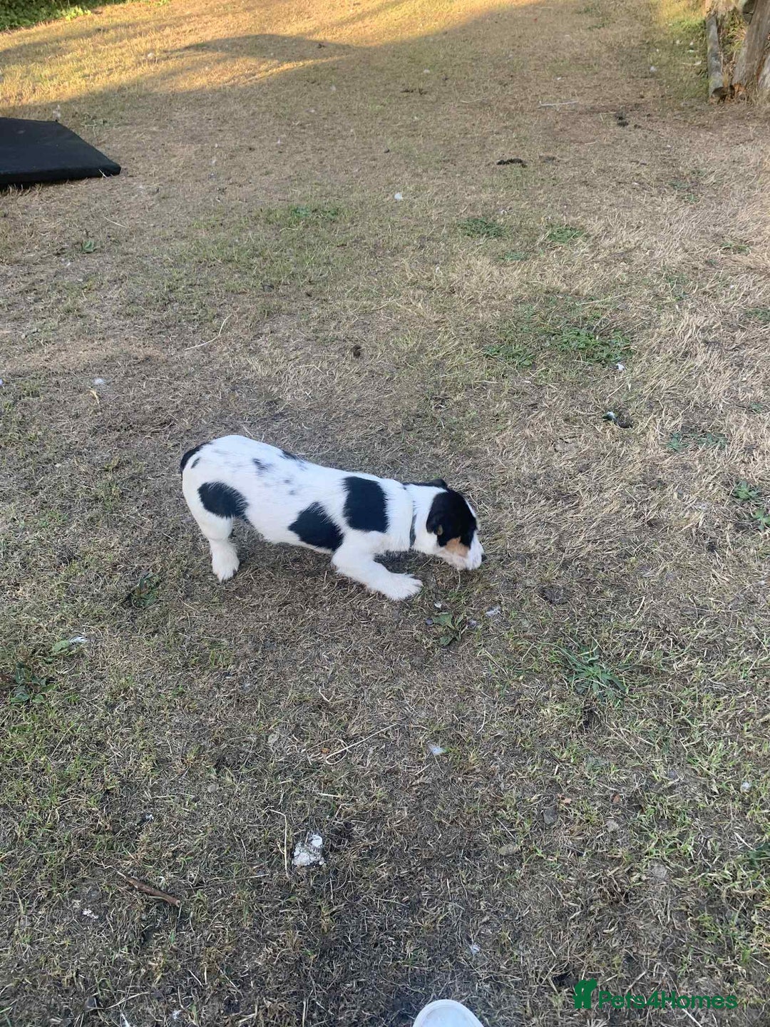 Jack Russell dogs for sale: 6 month old Jack Russel Bitch - Image 1