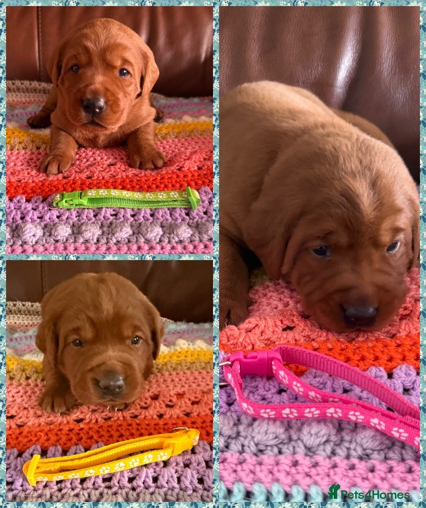 Labrador Retriever dogs Beautiful Mahogany Red Female puppies available  - Advert 1