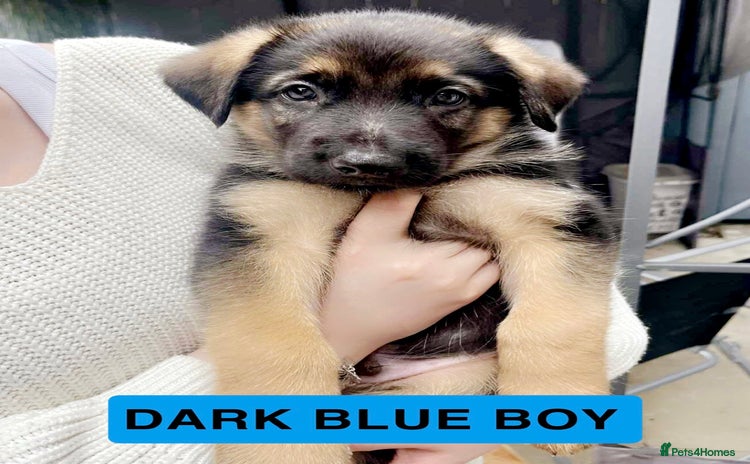 German Shepherd dogs - Advert 1