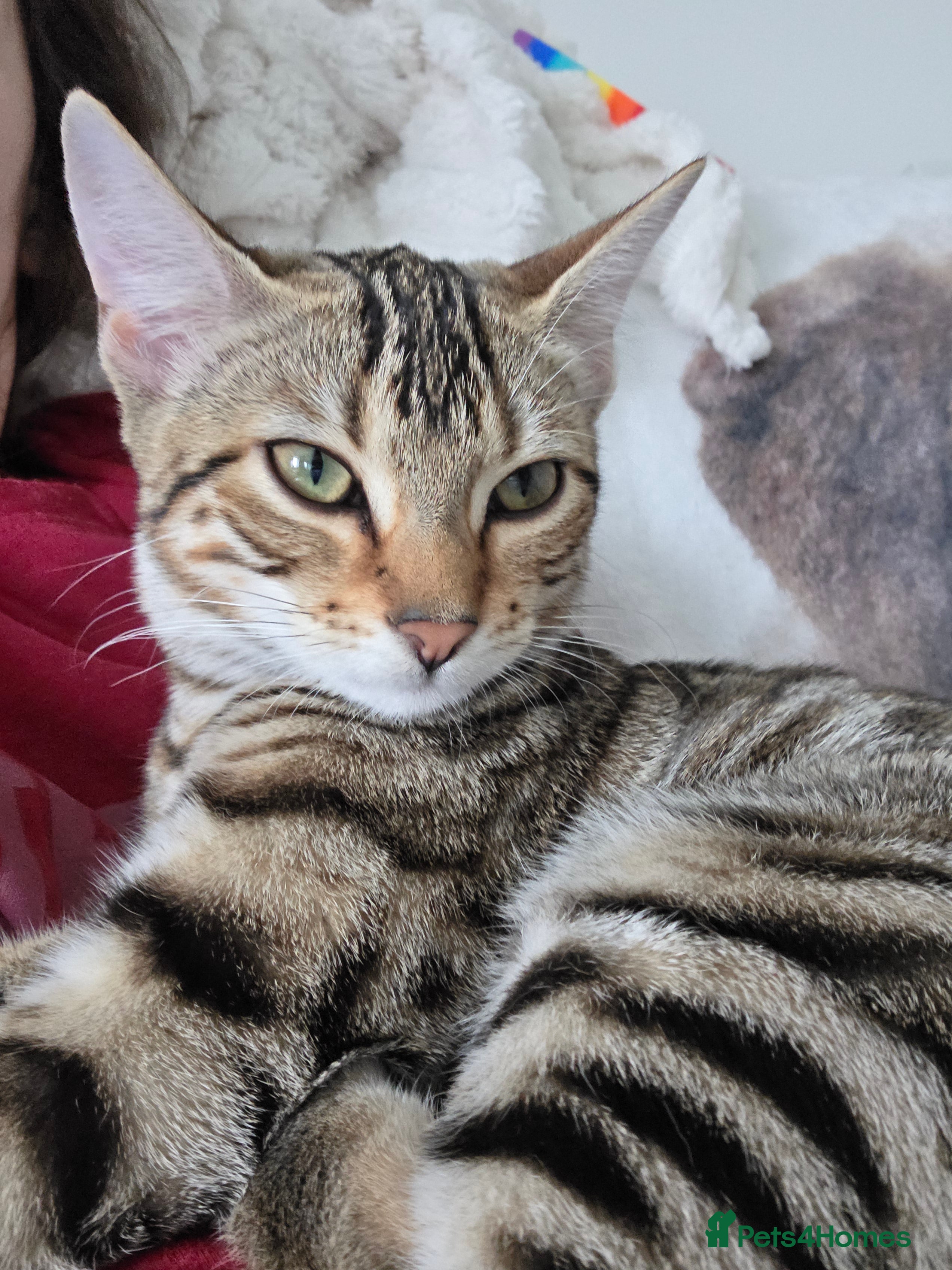 Mixed Breed cats Bengal cross female kitten - Advert 1