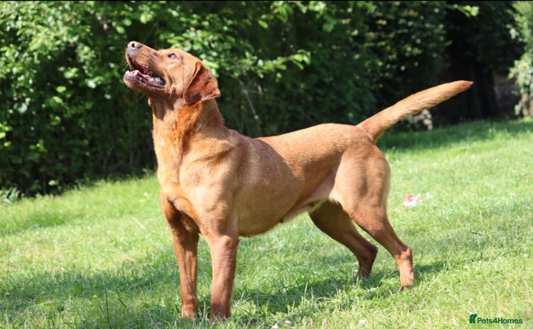 Labrador Retriever dogs - Advert 2