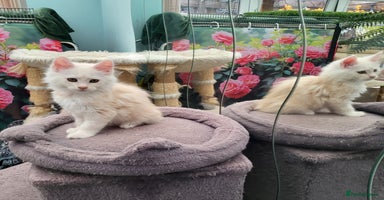 Maine Coon cats - Advert 5