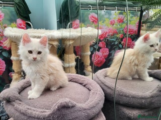 Maine Coon cats - Advert 4