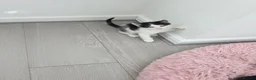 Mixed Breed cats for sale: Black & white male kitten - Advert 7