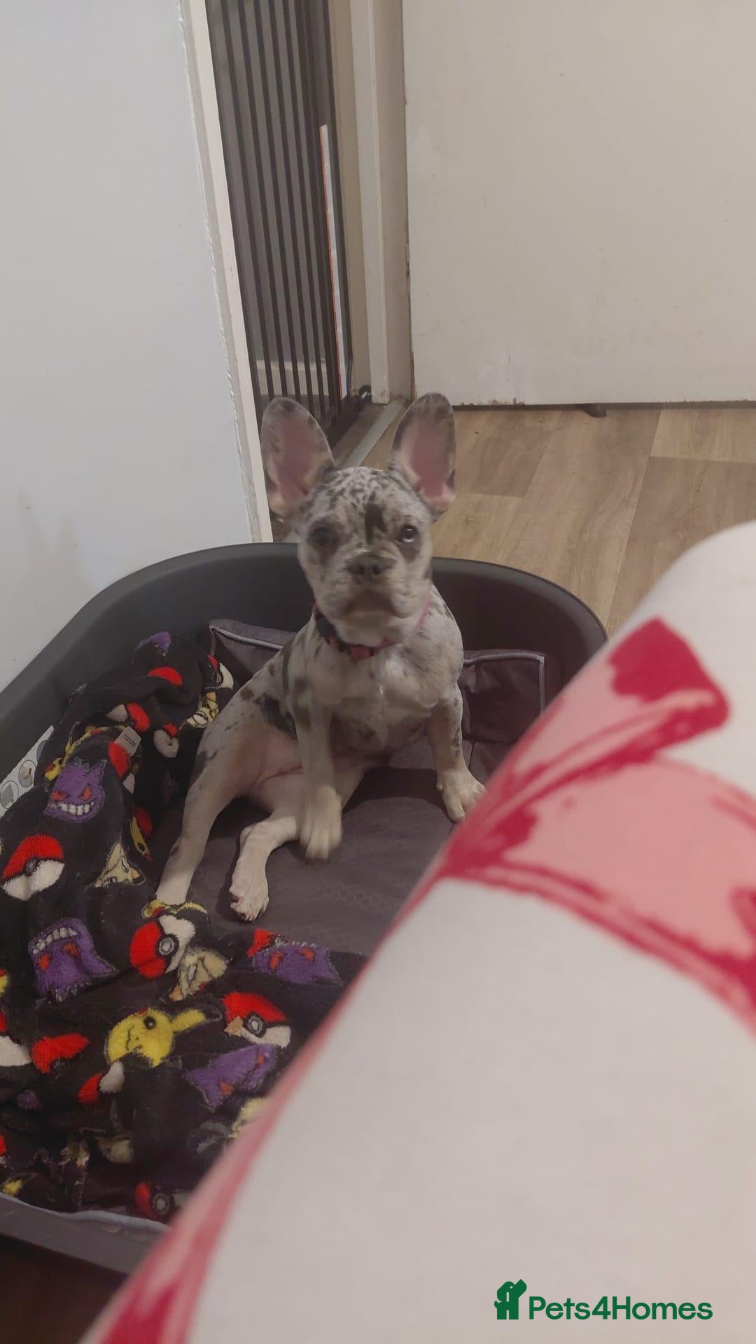 French Bulldog dogs Merle French bulldog  - Advert 5