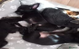 Mixed Breed dogs for sale: 💞ONLY 4 Beautiful Yorkie Russel Puppies Left 💞 - Image 38