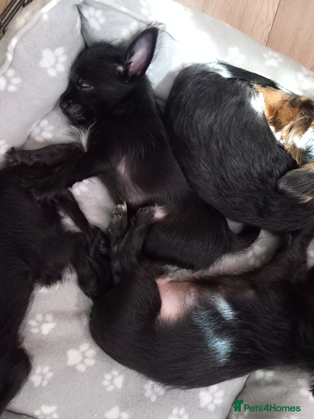 Mixed Breed dogs for sale: 💞ONLY 4 Beautiful Yorkie Russel Puppies Left 💞 - Image 38