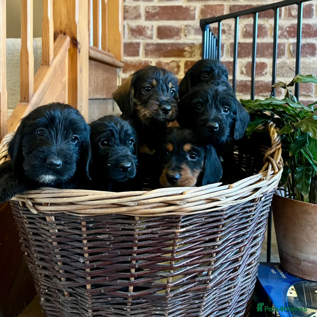 Mixed Breed dogs for sale: Brilliant Bold Working Cocker x Teckel Puppies! - Advert 4