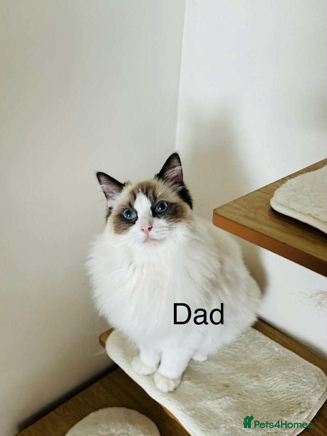 Ragdoll cats for sale: Beautiful ragdoll kittens  - Advert 8