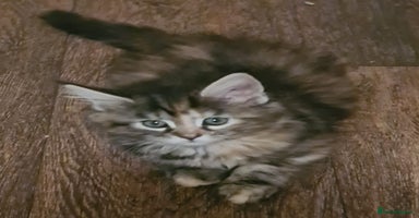 Mixed Breed cats - Advert 1
