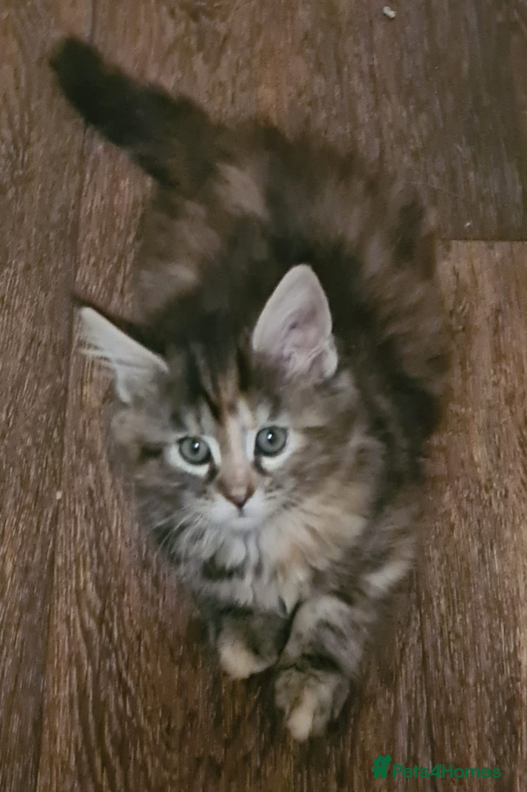 Mixed Breed cats for sale: Main Coon - Norwegian - Image 2