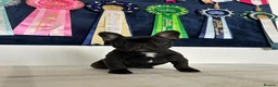 French Bulldog dogs for sale: 🏆Frenchbulldog pups🏆 - Advert 7