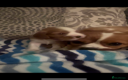Cavalier King Charles Spaniel dogs for sale: Cavalier King Charles puppies  - Image 4