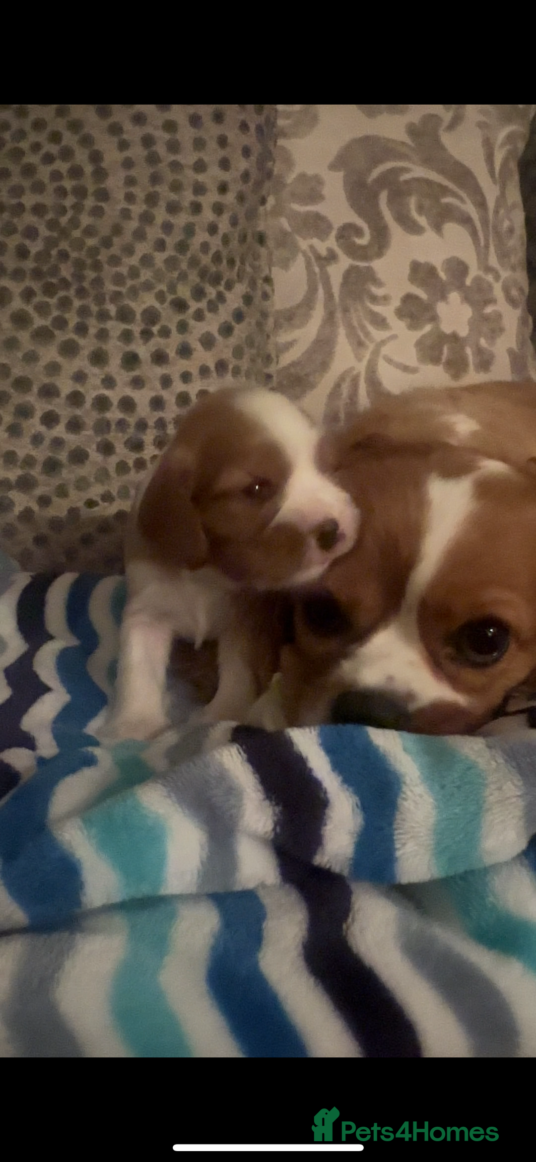 Cavalier King Charles Spaniel dogs for sale: Cavalier King Charles puppies  - Image 4