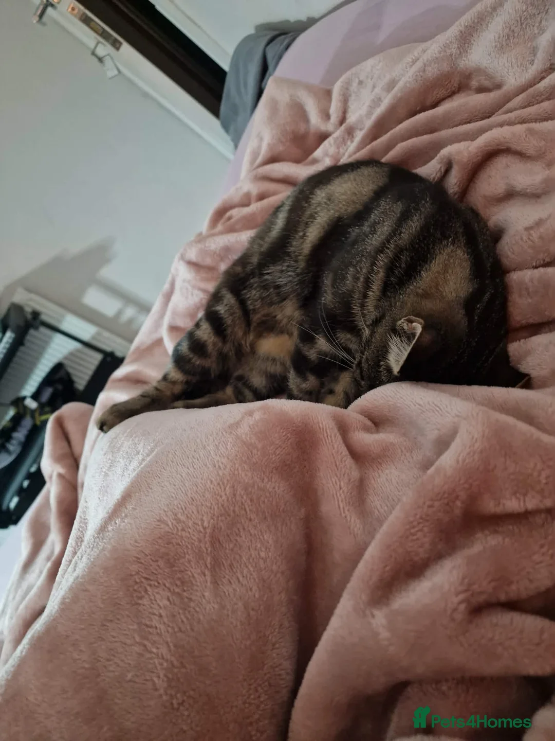 Mixed Breed cats for sale: Miss Ciara - Advert 10