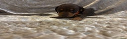 Miniature Dachshund dogs for sale: Mini Dachshund Available - Advert 8