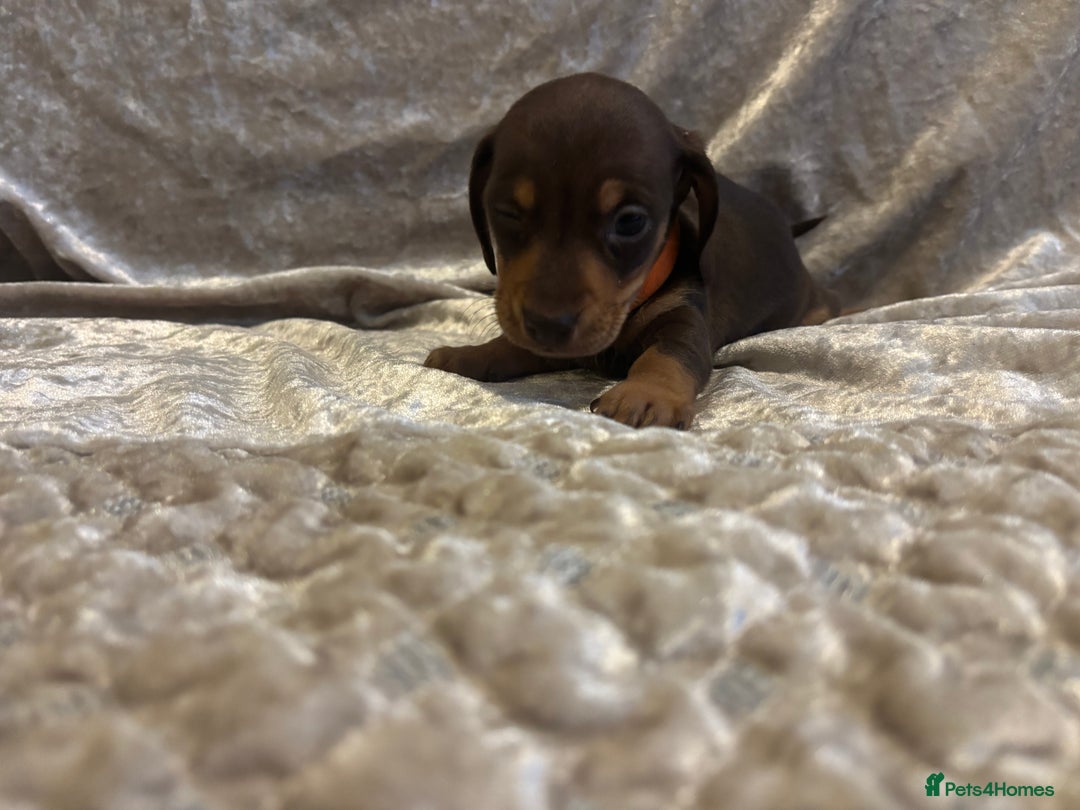 Miniature Dachshund dogs for sale: Mini Dachshund Available - Advert 8
