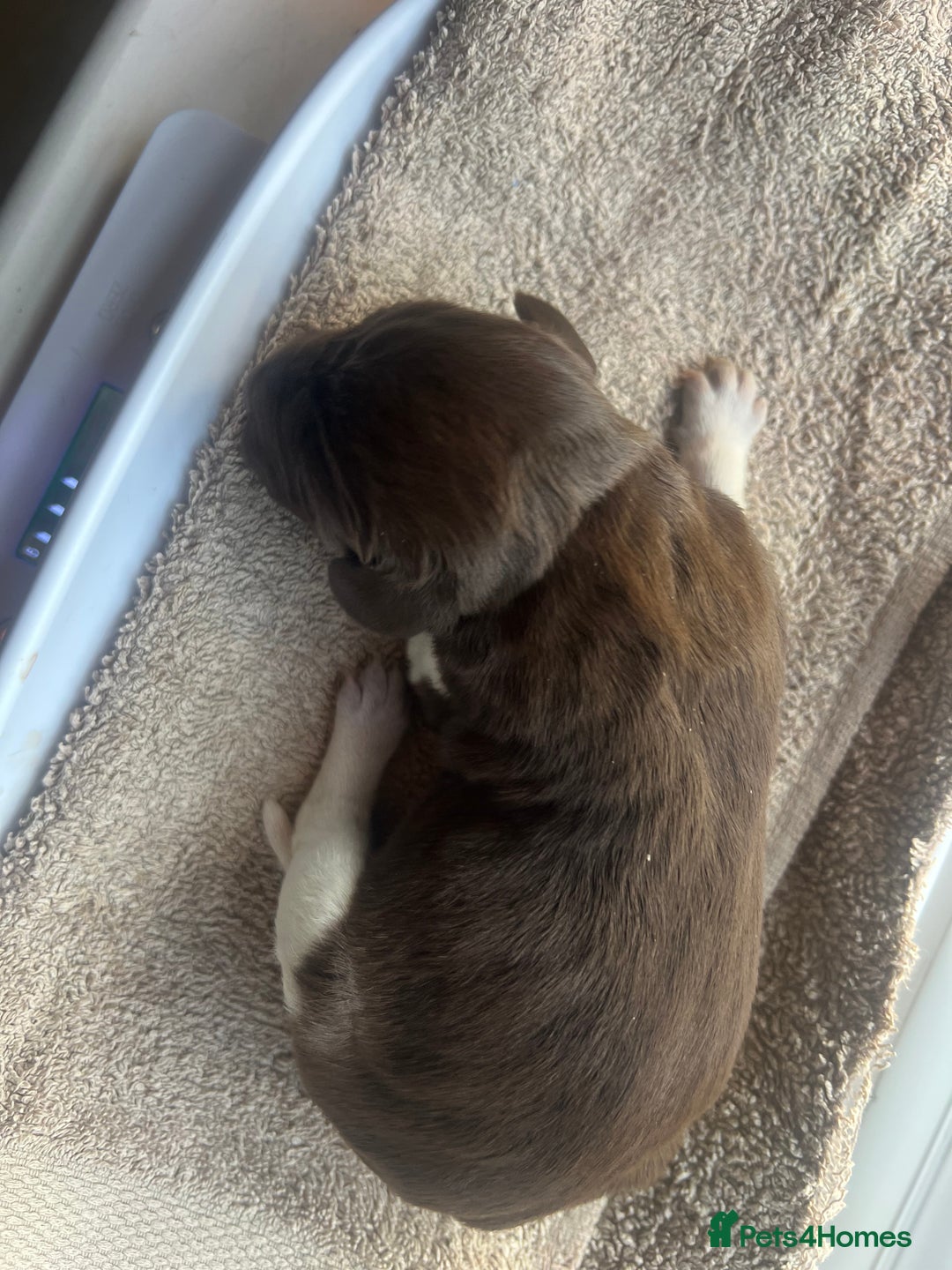 German Shorthaired Pointer dogs for sale: Beautiful KC reg German Shorthaired Pointer Pups - Image 24