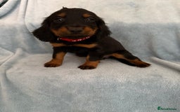 Cocker Spaniel dogs for sale: Ready to leave! 7 beautiful cocker spaniel pups in Hornchurch - Image 10